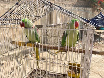 Raw Parrot for Sale hand tame or 2 3 word bol tha hay