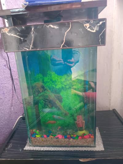 fish equrium  with  3 fish