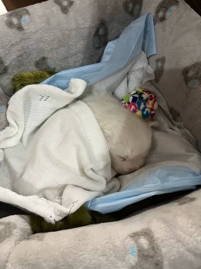 Maltese puppy male available for sale