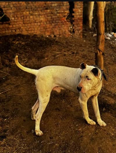 exchange with gultair kardy kano me