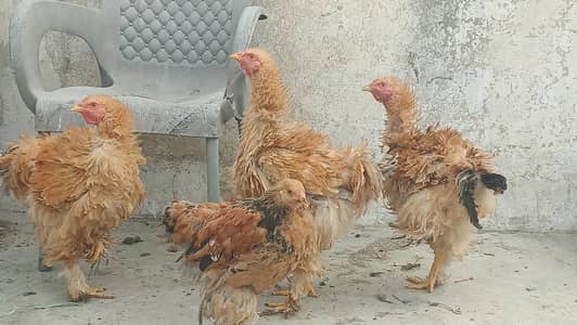 heavy buff frizzle fancy hen