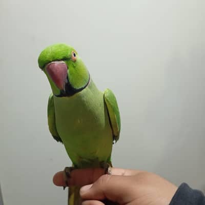 full train hand taiem speaking male healthy pair