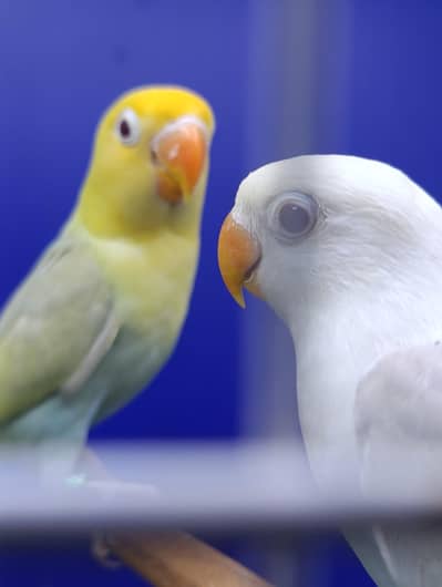 Parblue & Blue Palefallow