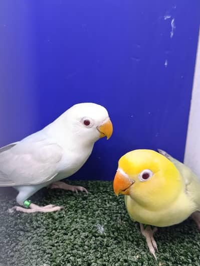 Parblue & Blue Palefallow