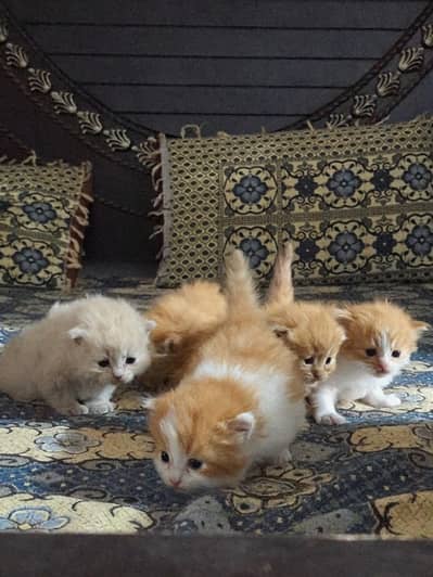 Persian kitten triple coated for salee