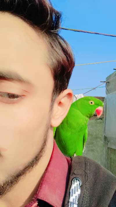 urgent parrot for sale