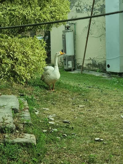 one pair 4000.2 pairs 8000