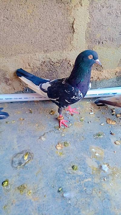 kabutar khatam kar Raha hn is liya