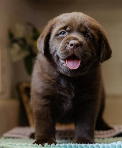Labrador puppies 03111968618