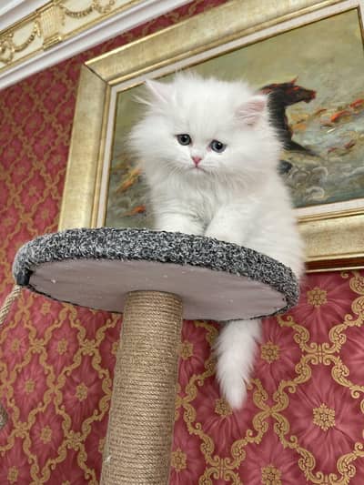 Odd eyes Persian male kitten