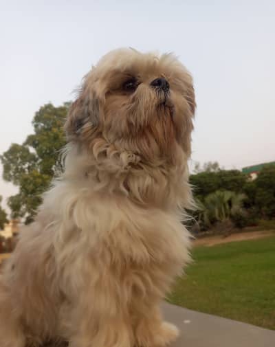 top quality pure shitzu stud male available for sale