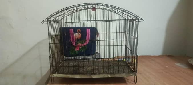 Australian parrots cage / and parrots