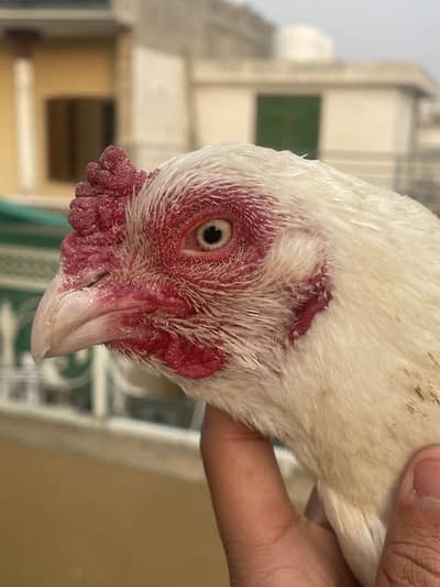 Aseel heera Murgi For Sale