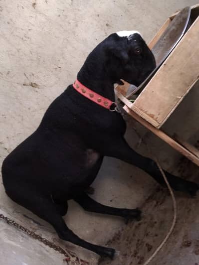 Qurbani 2026 wtsb nmbr 03181237677