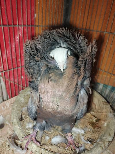 jacobin (”naqaab posh”) pegion