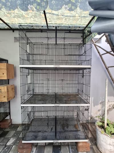 Birds Cage