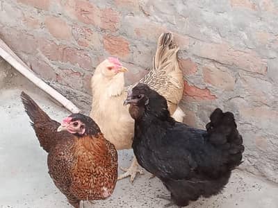 hybrid golden buf and polish  for sale