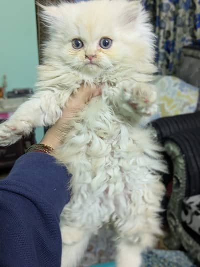 Male kitten 2 months old