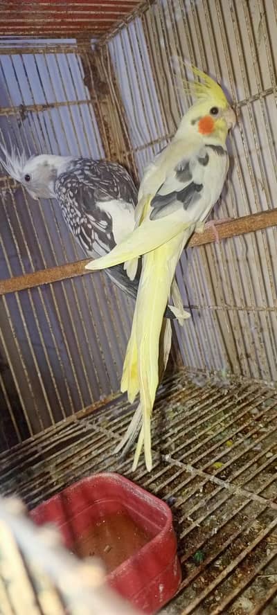 blackmaske or cocktail breader