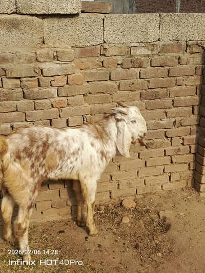 qurbni wala Bakra for selle