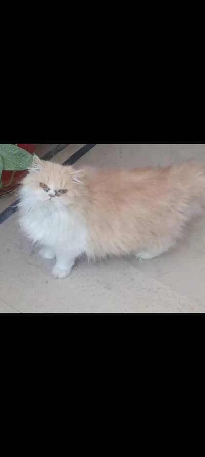 Near to Peki peke Face and Punch face breeder cats