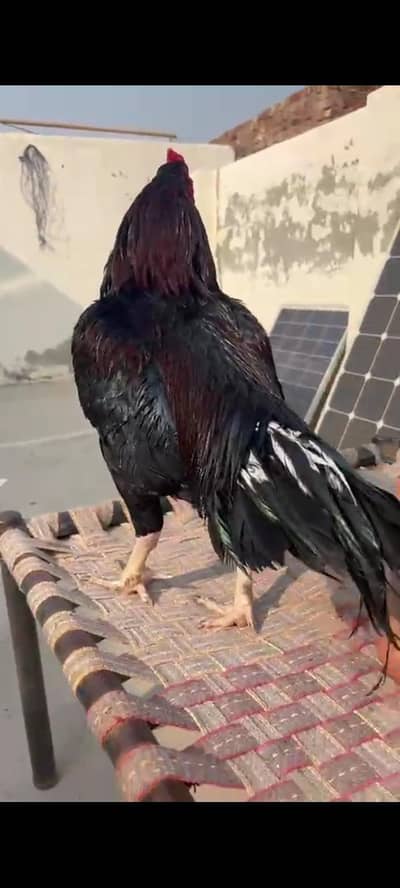 Aseel birds for sale two main male and two pathy and hens