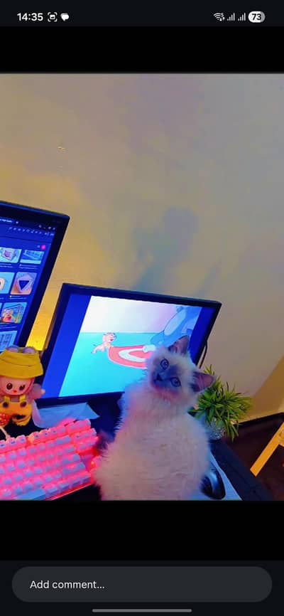 Unique Ragdol Cat vaccinated