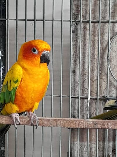 sun knore breader pair