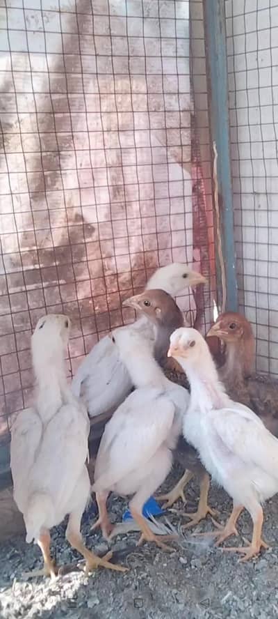 High Quality Aseel hen heera & burmi available