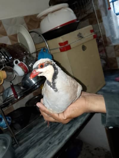 Chukar partridges  pair for sale