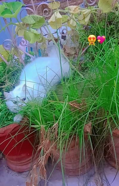 presien cat "Pure White Triple Coat Persian Cat - Healthy & Active"