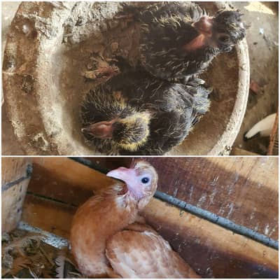 hand feed facny chick