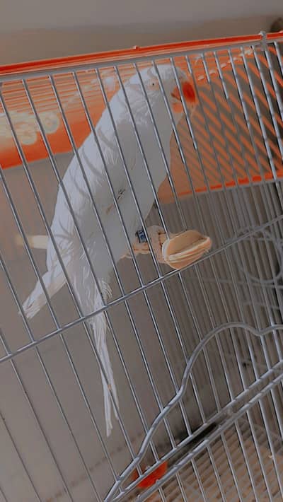 white ringneck female