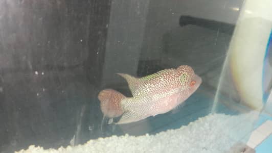 Flowerhorn Male