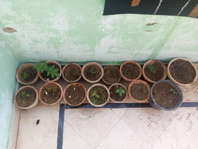 Clay pot (6 to 8) inch - perfect for plants!!