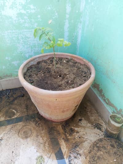 Clay Pots (10 & 12 Inch) – Strong & Garden Ready 