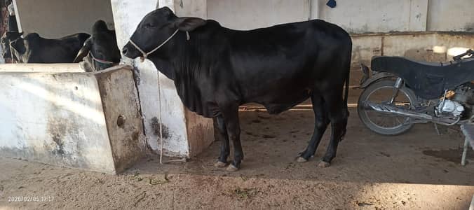 Cow male bachra qurbani lover