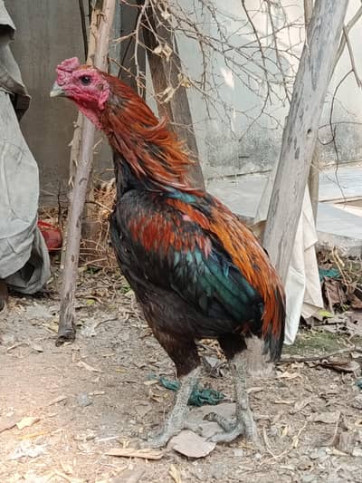 Dragon Aseel Black eyes male and females