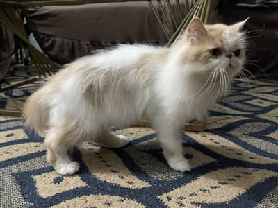 Persian Exotic Female