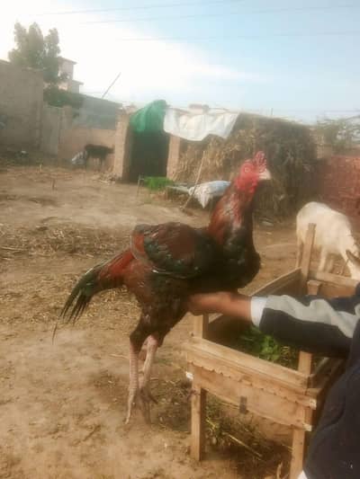 03320644840 wattsapp aseel breeding ke Liya best