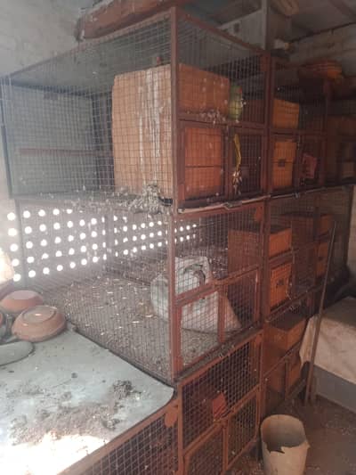 Parrot Cages for sale
