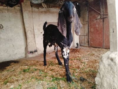 Rajunpori cross goat,Bakray