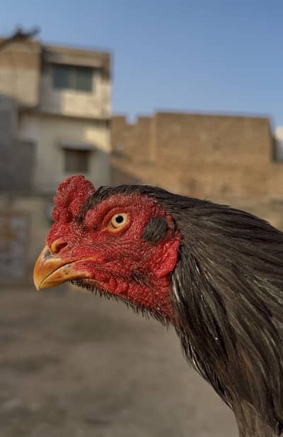 Mushka aseel for sale white eyes full moti nalion me