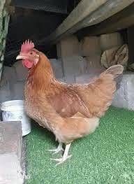 golden misri hens 1 rooster