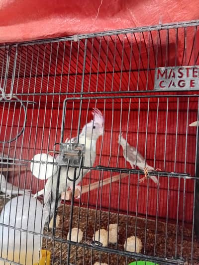 Mix Breed Cockateils