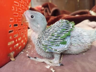 kashmiri raw and cockatiel chicks