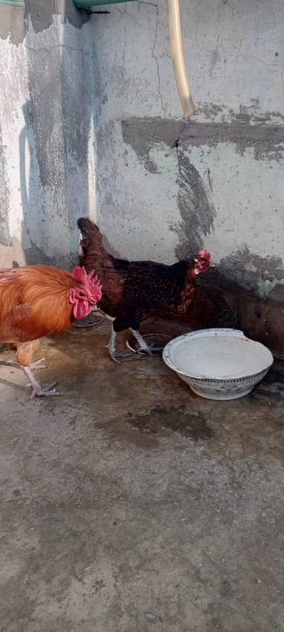 2 hens 1 Cock