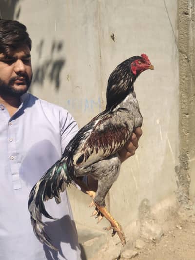 Aseel Saleta Home Breed