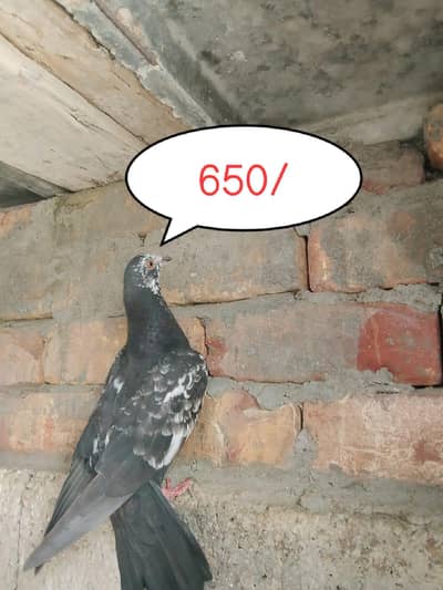 PIGEONS FOR SALE