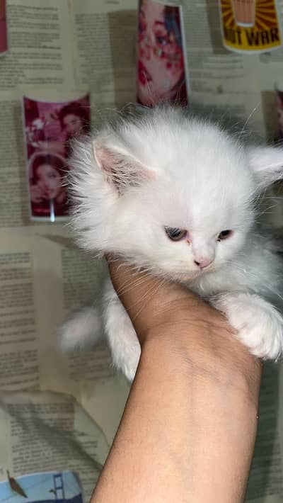 Persian kitten black and white pair